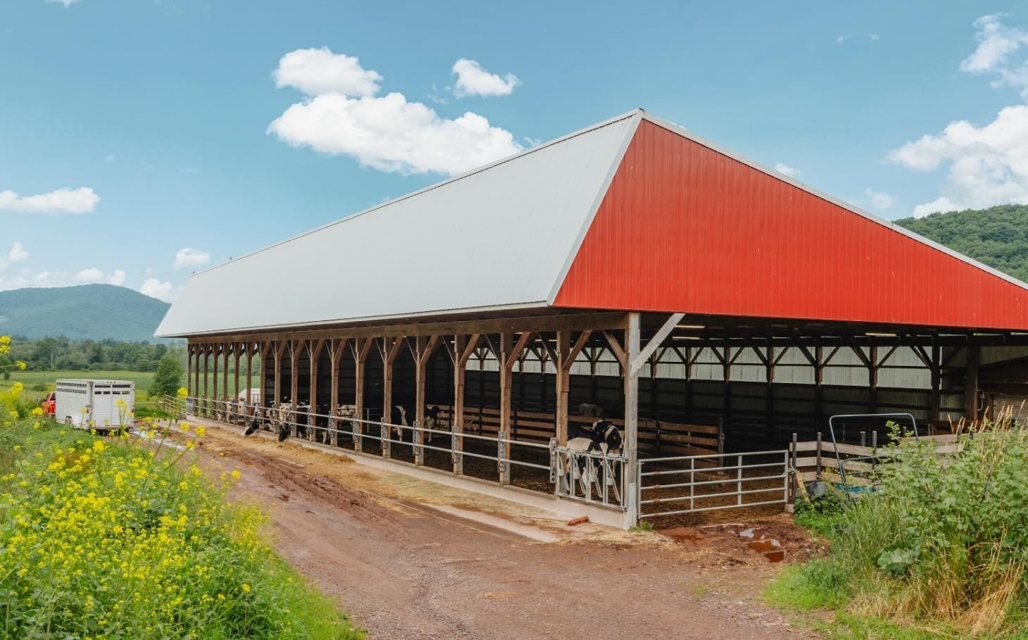 Ashridge livestock barn — Holstein cows in open-sided barn with wildflowers and mountains, South Kortright, New York