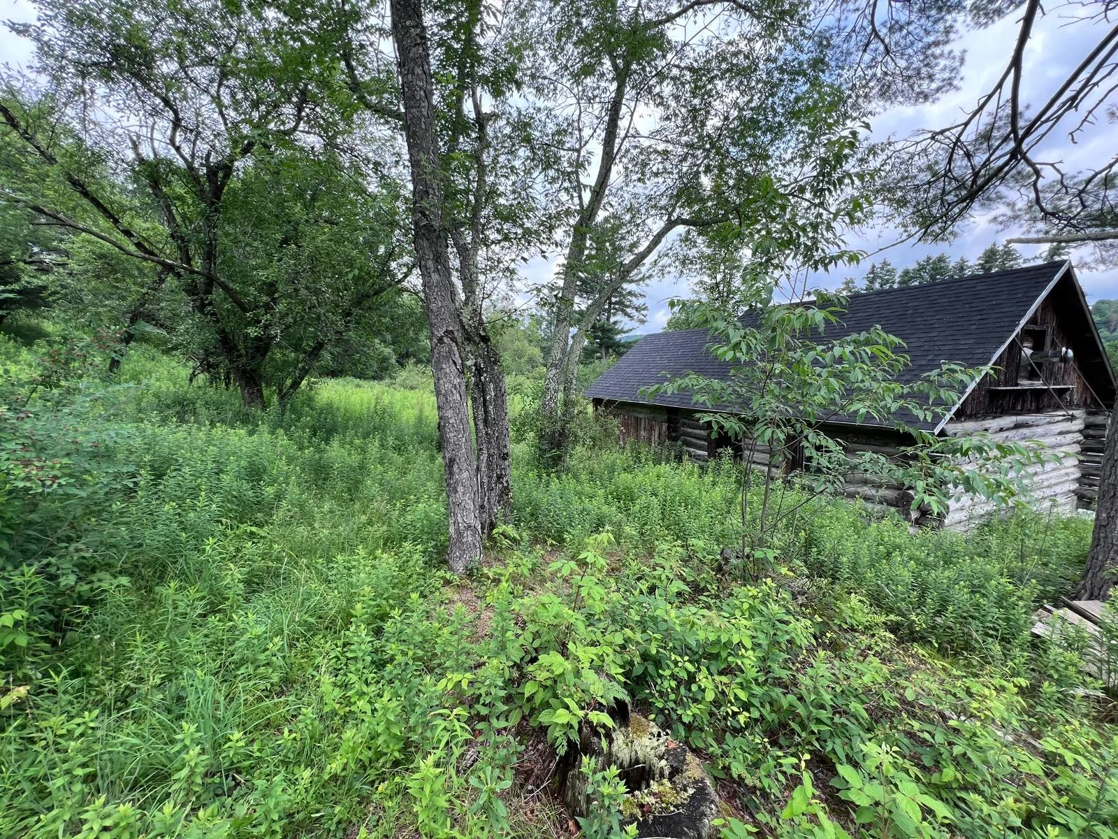 The log boathouse through summer meadow grass and trees, its dark shingled roofline low against the treeline.