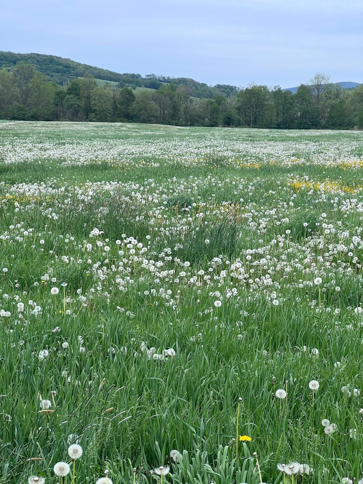 Catskills meadow and forested hills at Ashridge Estate — 1,118 private acres, South Kortright, New York