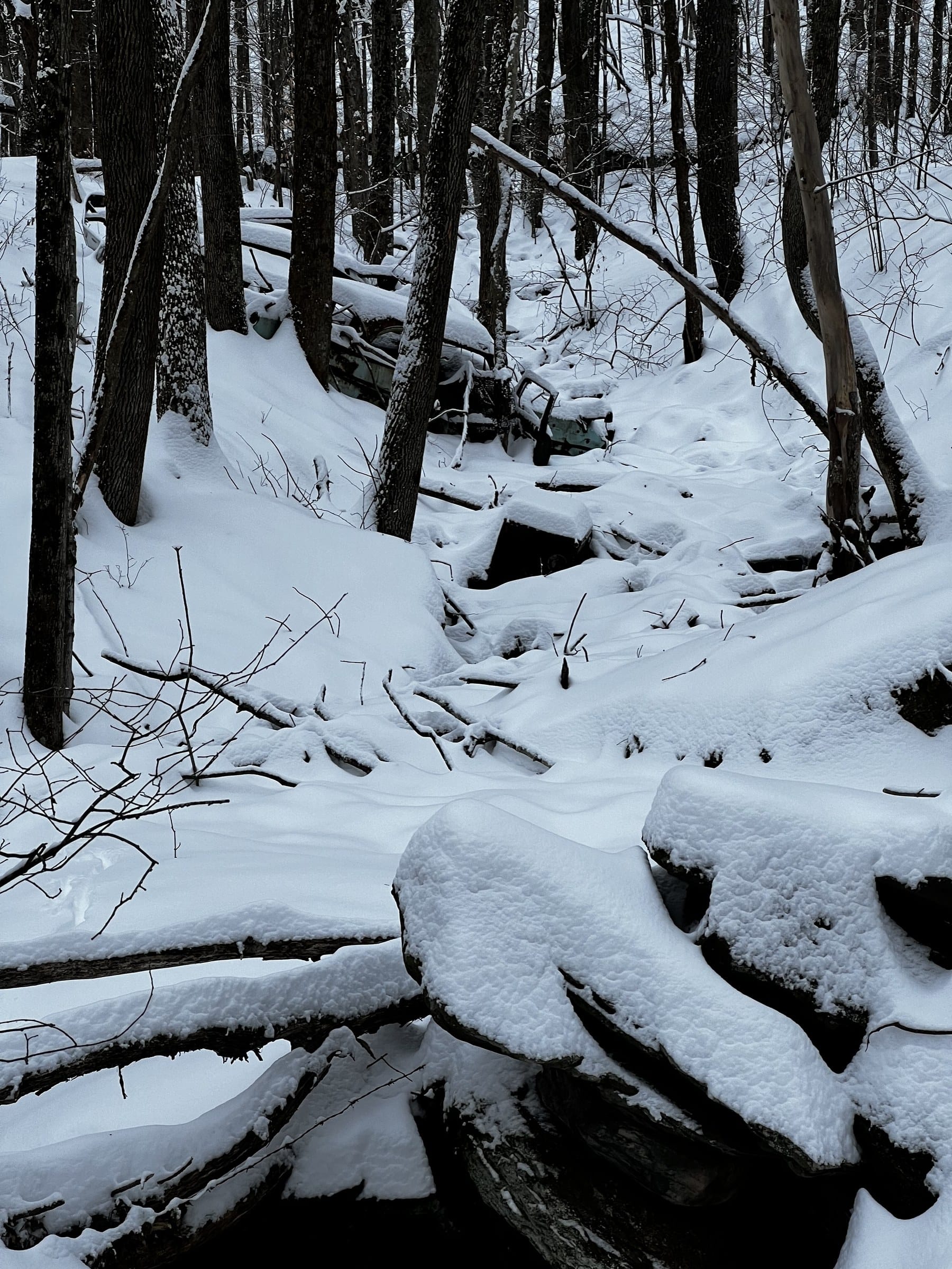 Ashridge estate forest — tall hardwoods at the edge of the farm acreage, South Kortright, New York