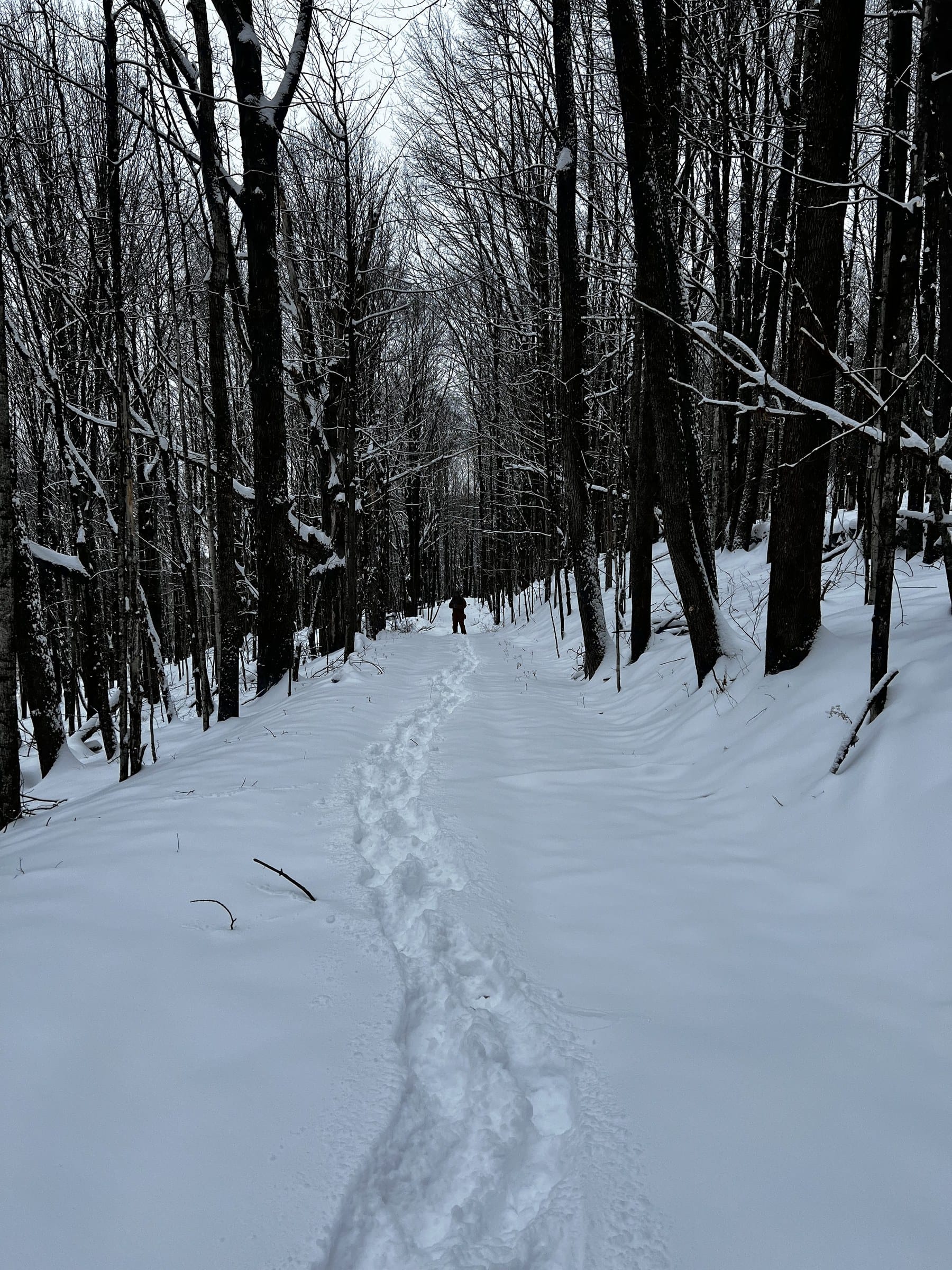 Ashridge estate forest — mature trees overlooking the meadow near the farmhouse, South Kortright, New York