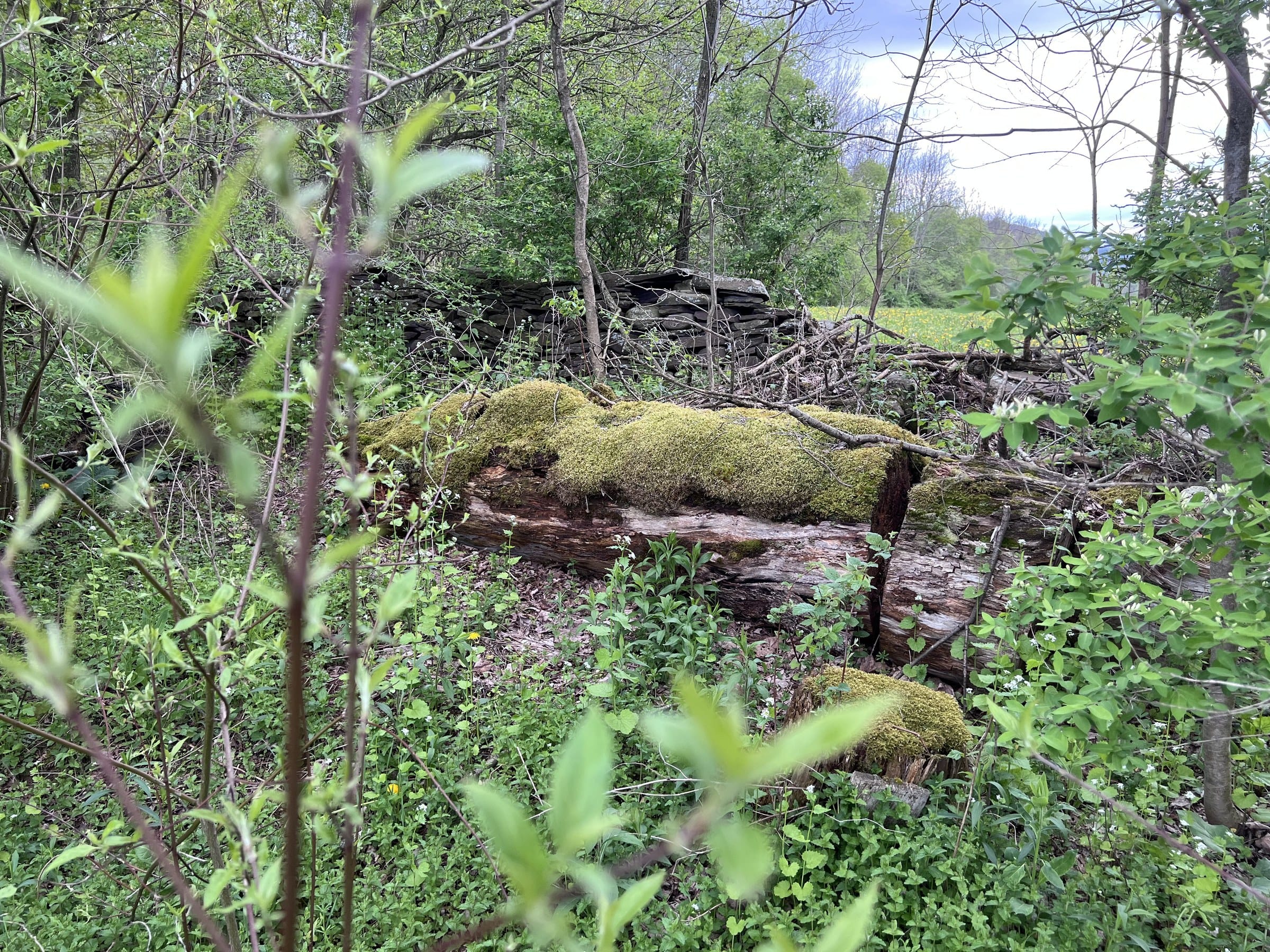 Ashridge estate forest — mature trees and stone wall near the farm meadow, South Kortright, New York