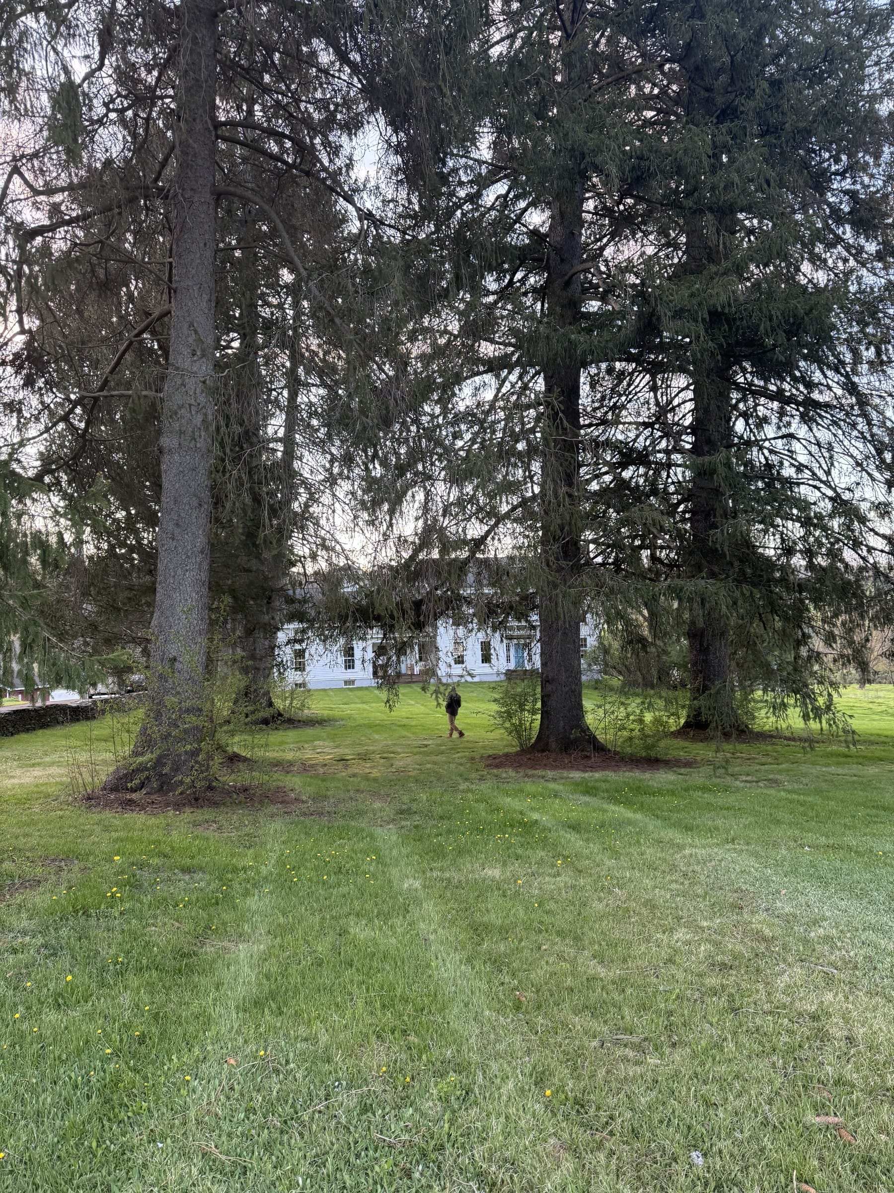 Ashridge estate woodland — big trees near the Greek Revival farmhouse and open meadow, South Kortright, New York