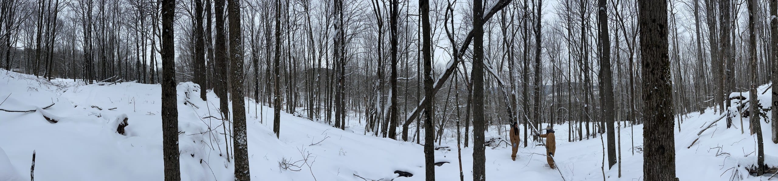 Ashridge managed hardwood forest in winter — snow-covered woodland on private estate acreage, South Kortright, New York