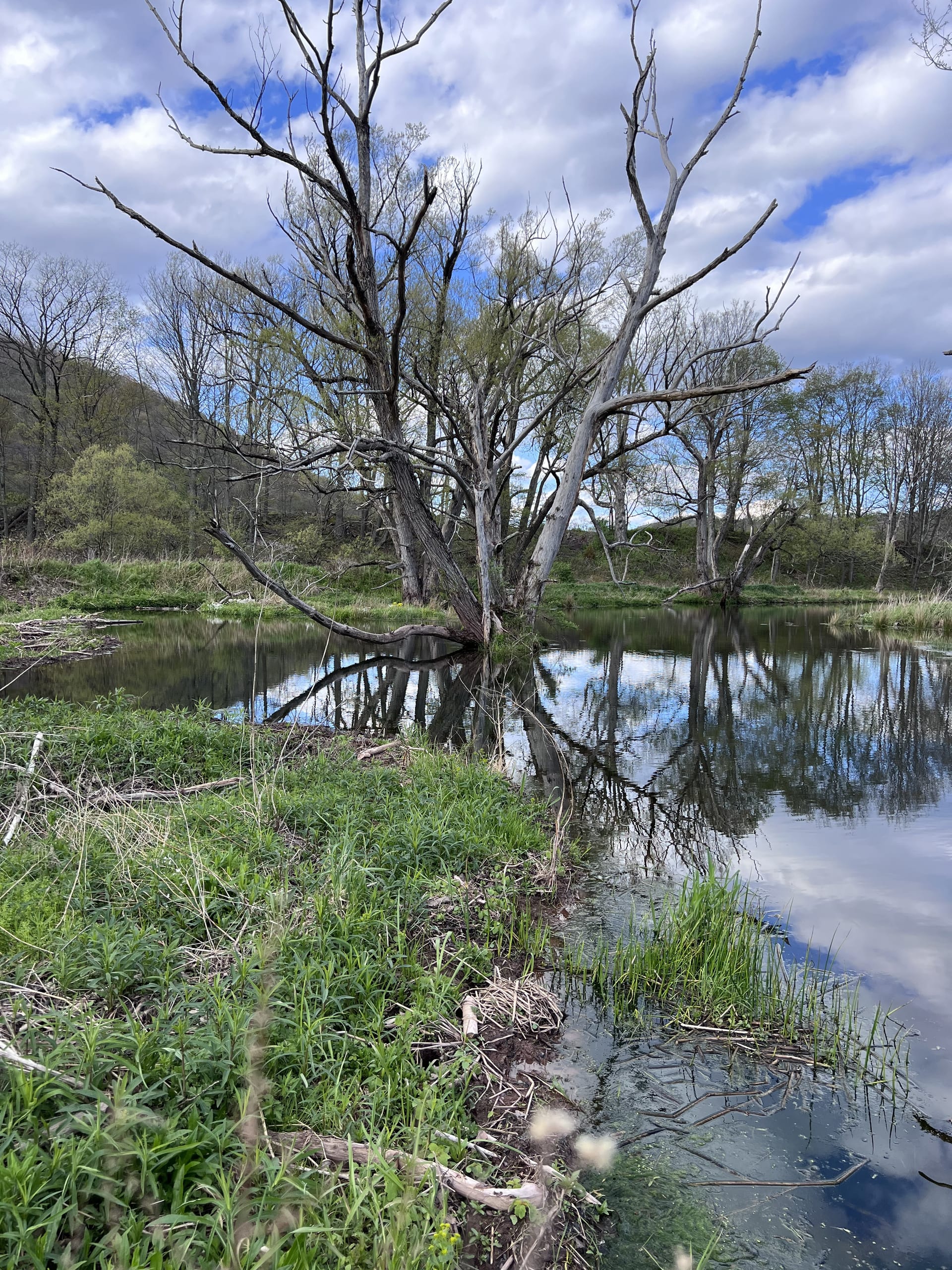 West Branch Delaware River reflection at Ashridge