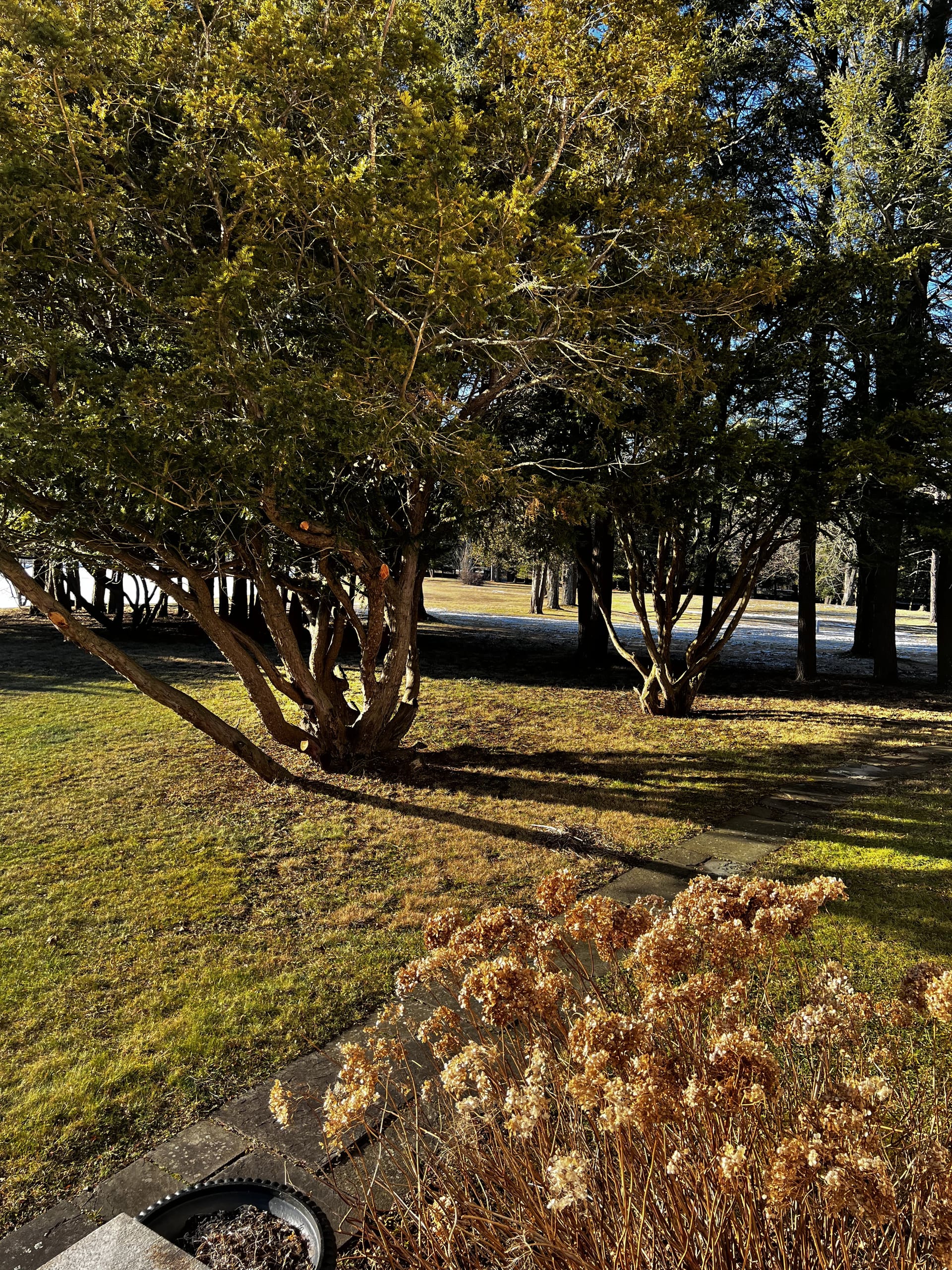 Ashridge formal lawn — mature trees and long shadows on the mansion grounds, South Kortright, New York